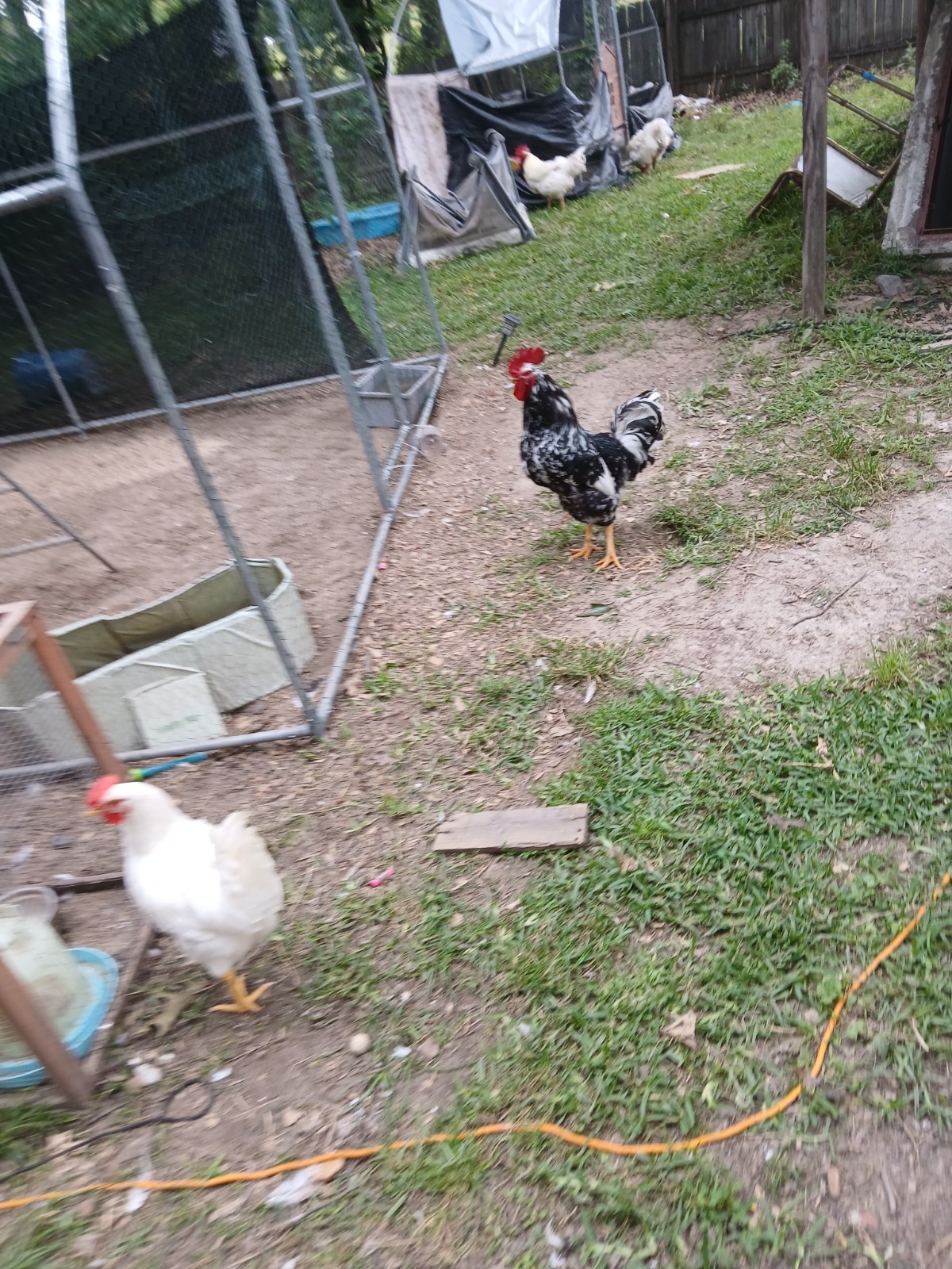 F1 North American Pita Pinta hatching eggs.