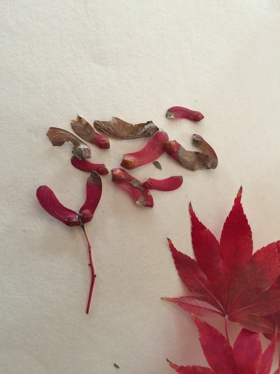 30 Fresh Japanese red maple seeds (Acer Palmatum)