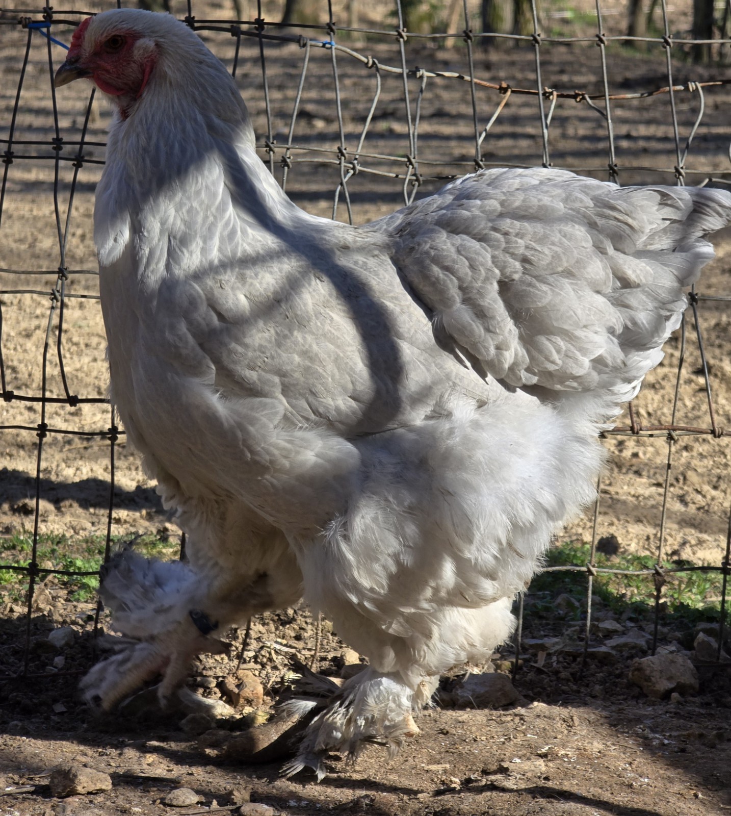 Isabel Brahma Hatching Eggs (12)