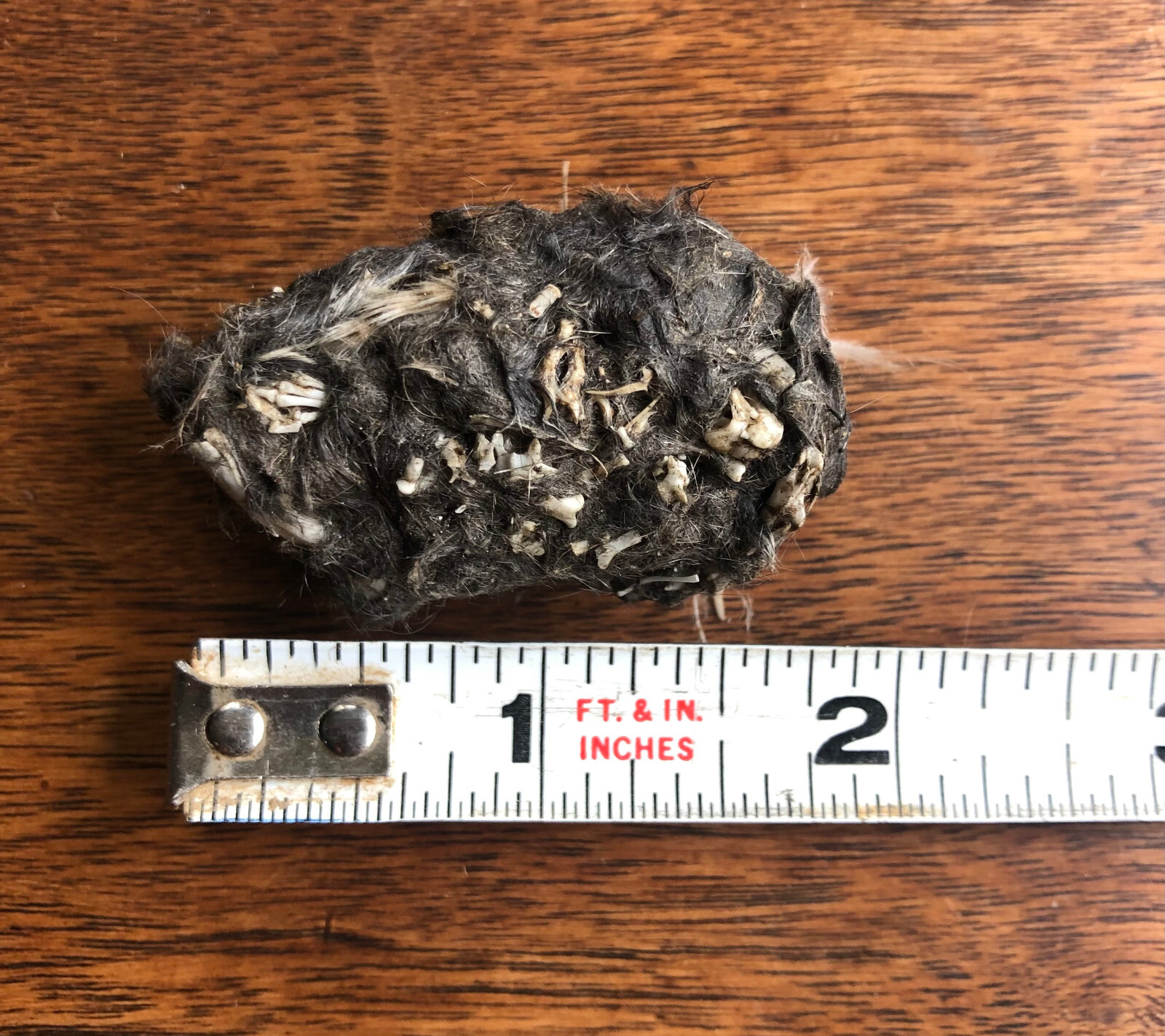 3 MEDIUM OWL PELLETS - Sterilized - Nature study - Classroom activity