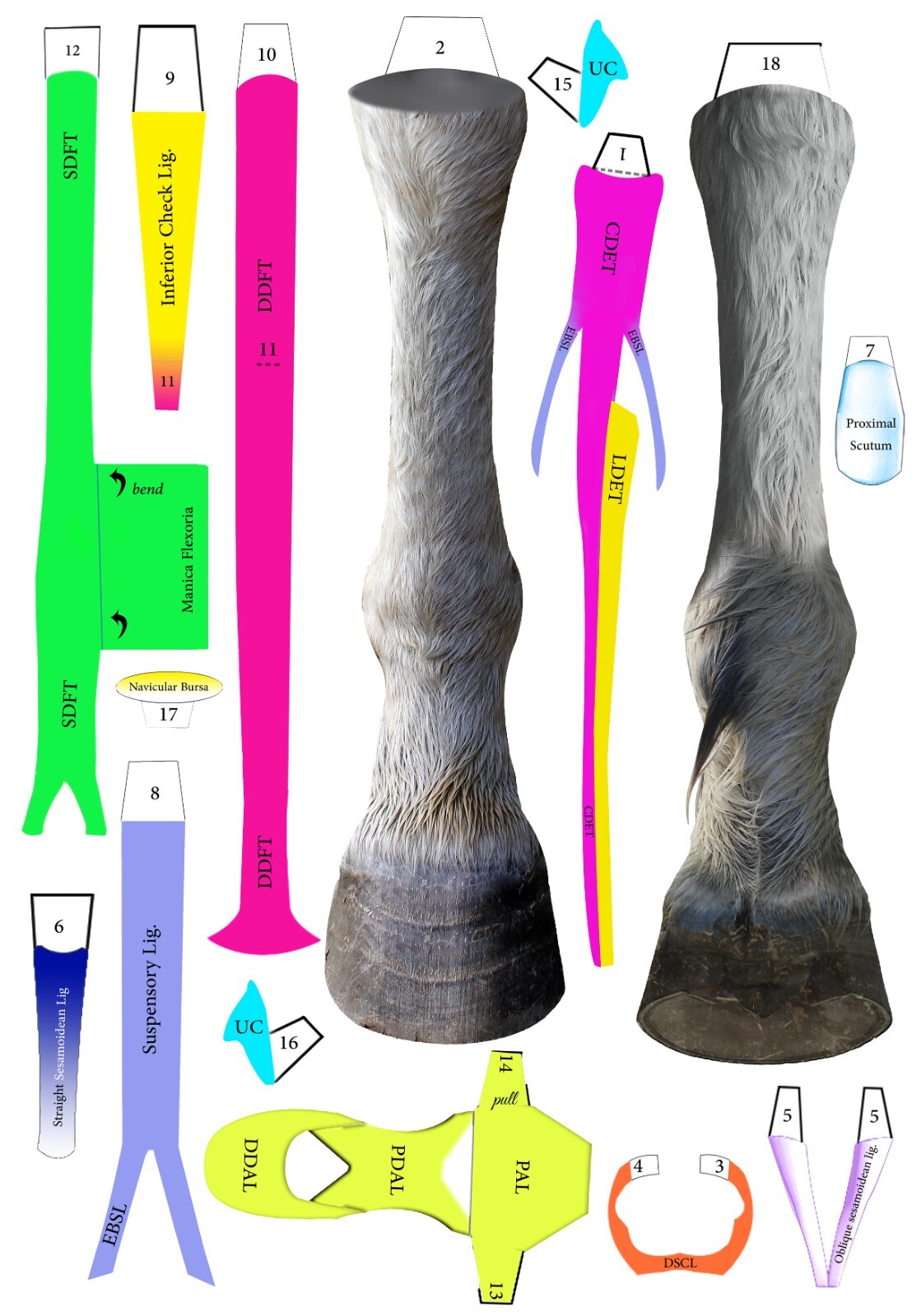 Horse distal limb anatomy layered chart