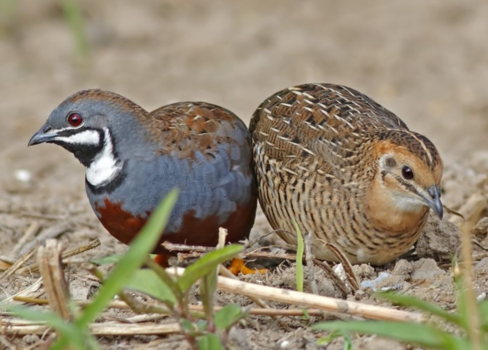40 BUTTON QUAIL EGGS choose from 12+ colors ships USPS PRIORITY PLEASE READ ALL