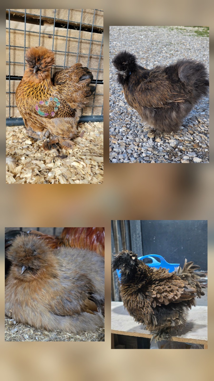 6+ Bantam Partridge Silkie & Satin Chicken Hatching Eggs