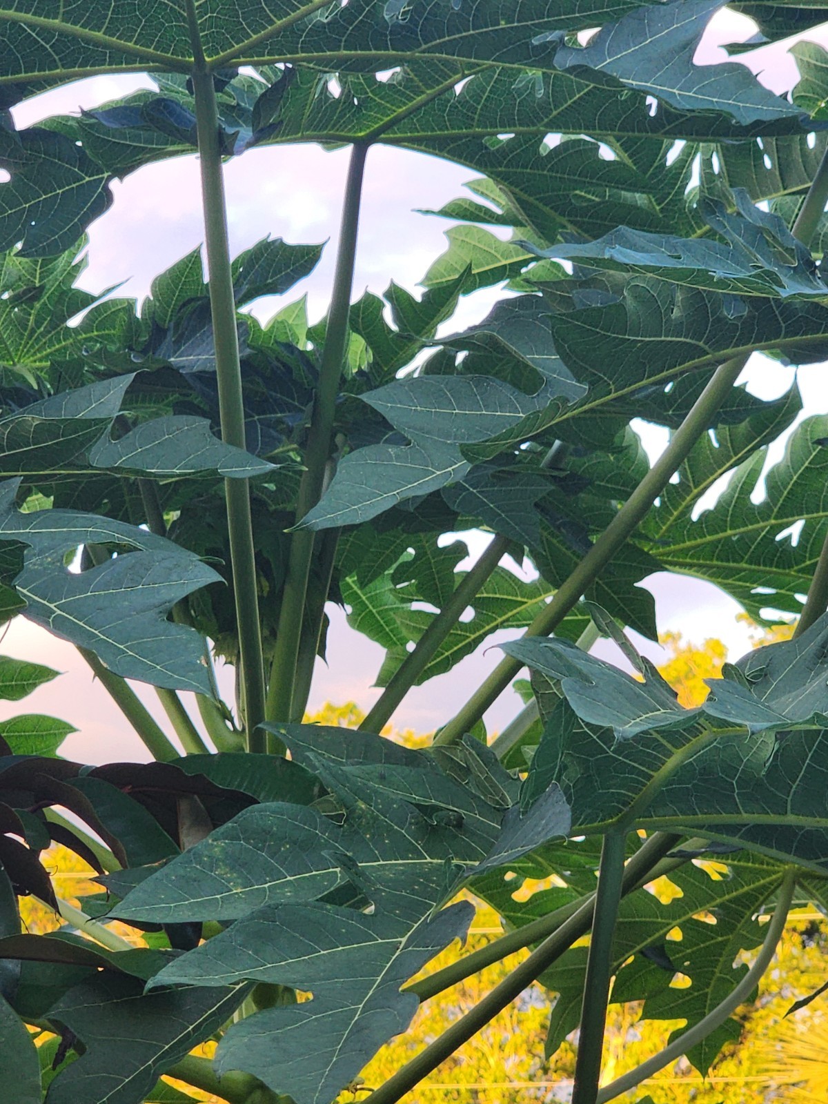 8 Fresh Organic Papaya Leaves hand-picked