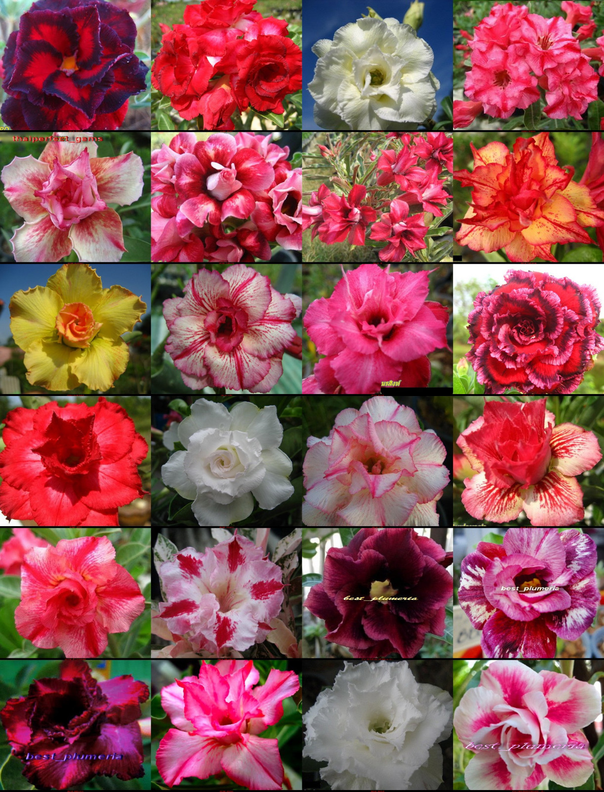 Adenium Obesum identified by color 120 Seeds 24 Types + "Santa" 200 seeds fresh!