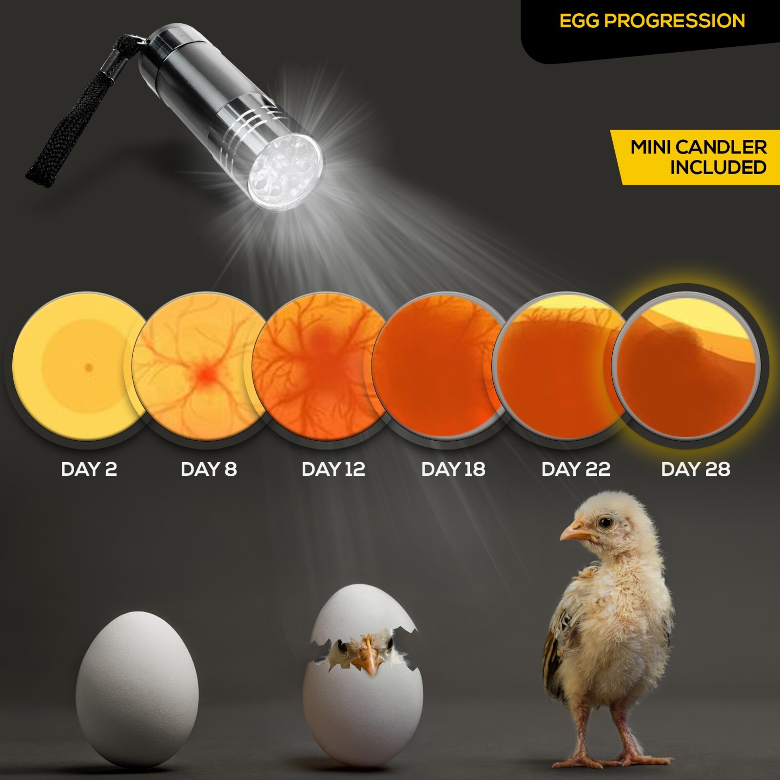 HatchMate™ Automatic Egg Incubator w/ Humidity For 9-12 Eggs Hatch Chicken Quail