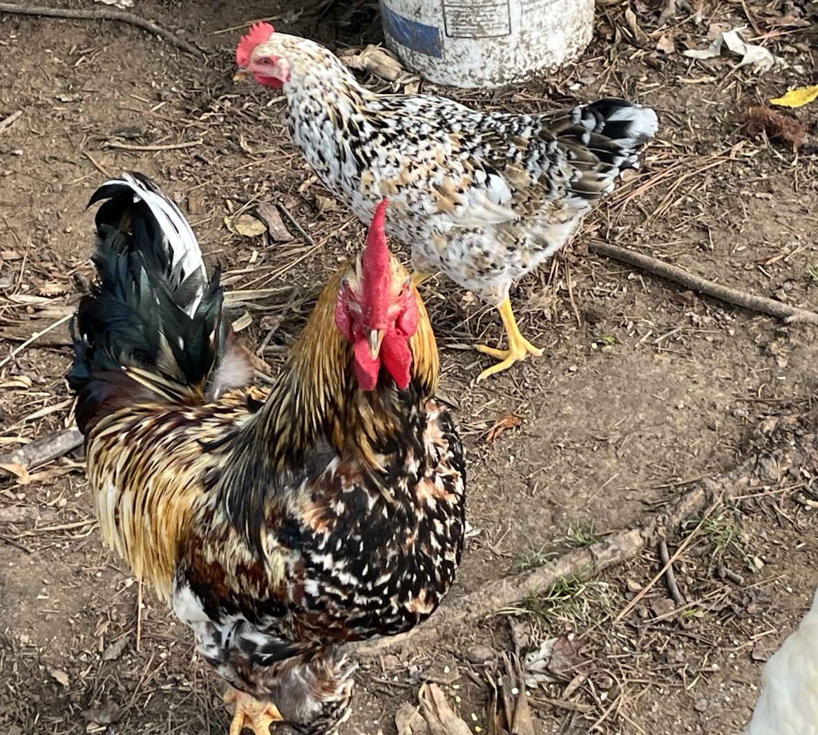 SWEDISH FLOWERS  100% PURE TYPE ( 6 ) HATCHING EGGS