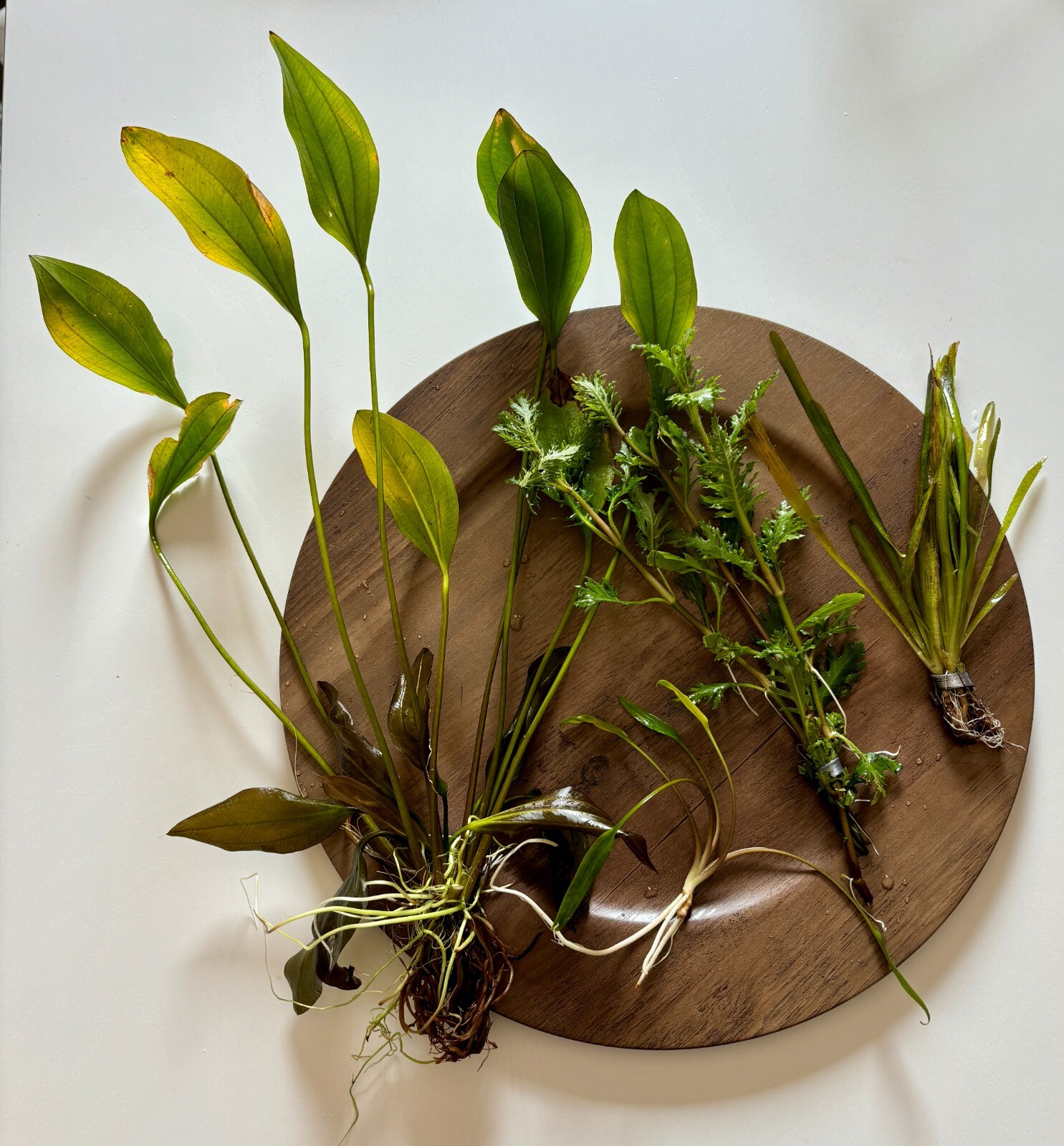 South American Cichlid Plant Bundle-Wisteria, Val, Crypt & an Assorted Sword.