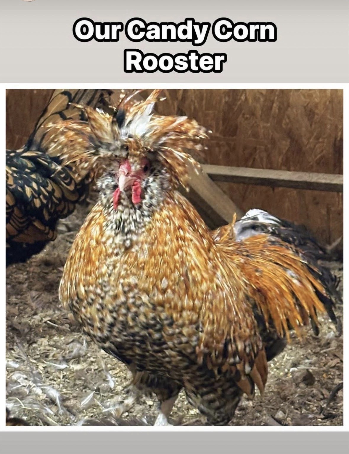 3 Candy Corn Polish Chicken Hatching Eggs (NPIP Certified)