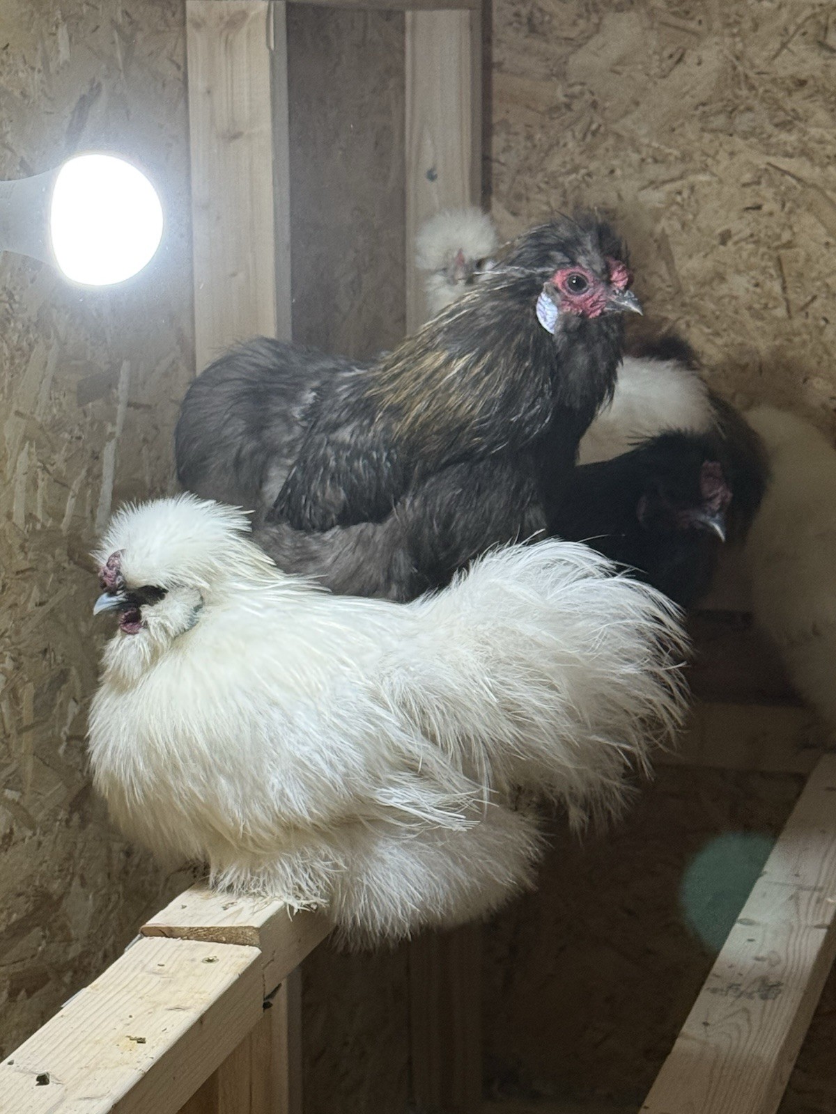 6 Silkie Hatching Eggs – Bearded, Fluffy, Show Quality Mix – Assorted Color