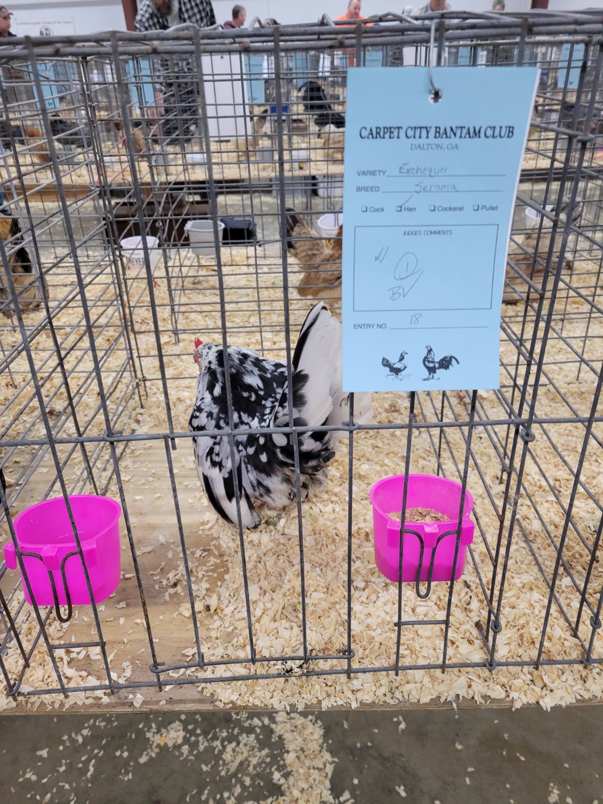 12+ Exchaquer Serama Hatching Eggs