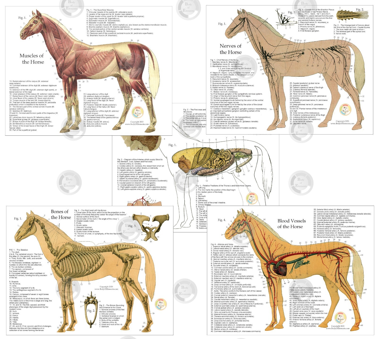 Horse Equine Anatomy Charts 8.5 X 11 Muscles Skeletal Nerves Veterinary Medicine