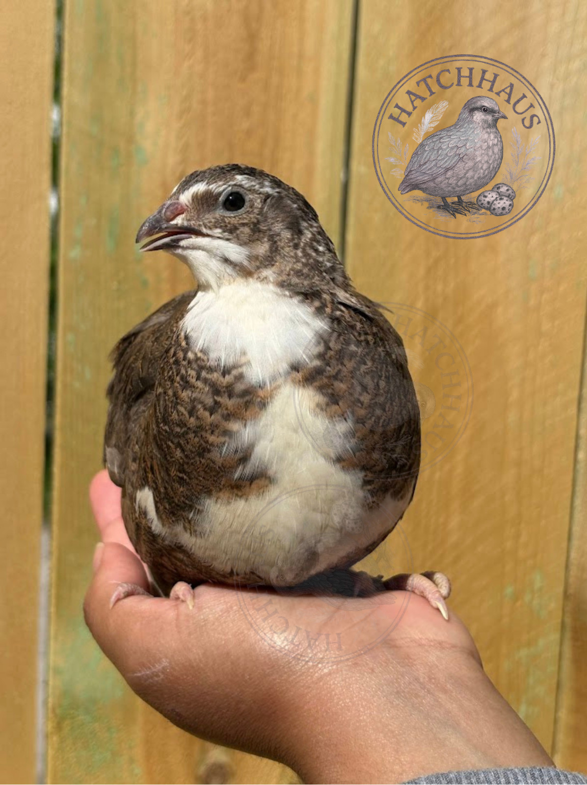 100 Assorted RARE COLORS Coturnix Quail Hatching Eggs - shipped in foam