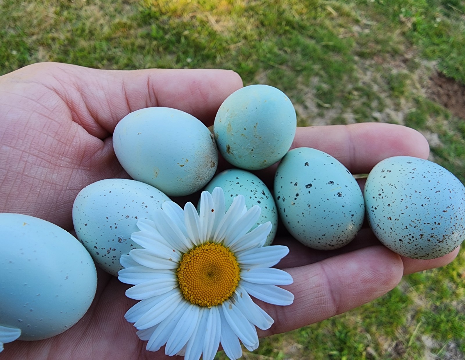 15+Extras *TRUE BLUE* CELADON QUAIL Hatching Eggs COLORFUL MIX