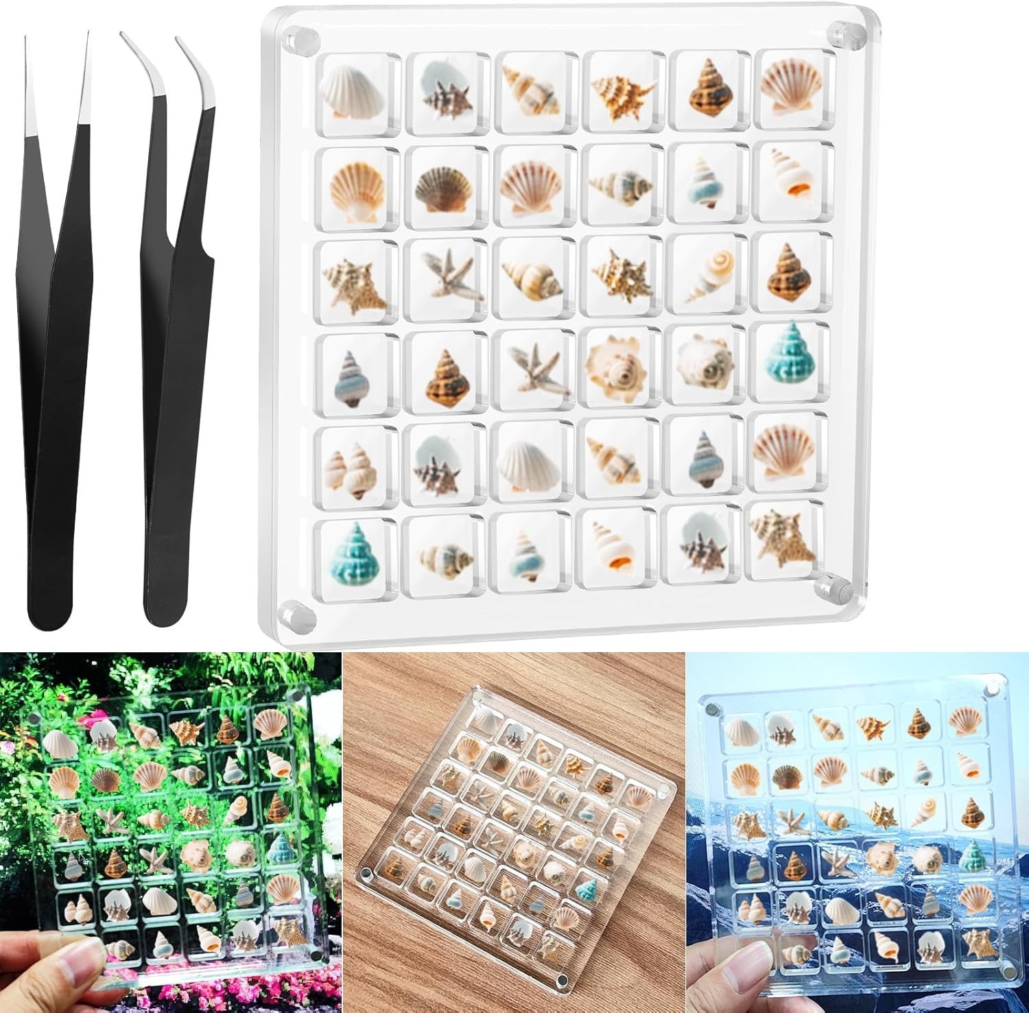 Clear Acrylic Magnetic Seashell Display Box Beach Shell 36 Grid Storage Case NEW