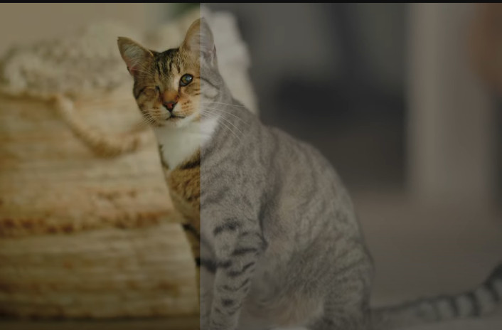 Canon R5 / R6 Cinematic LUTs