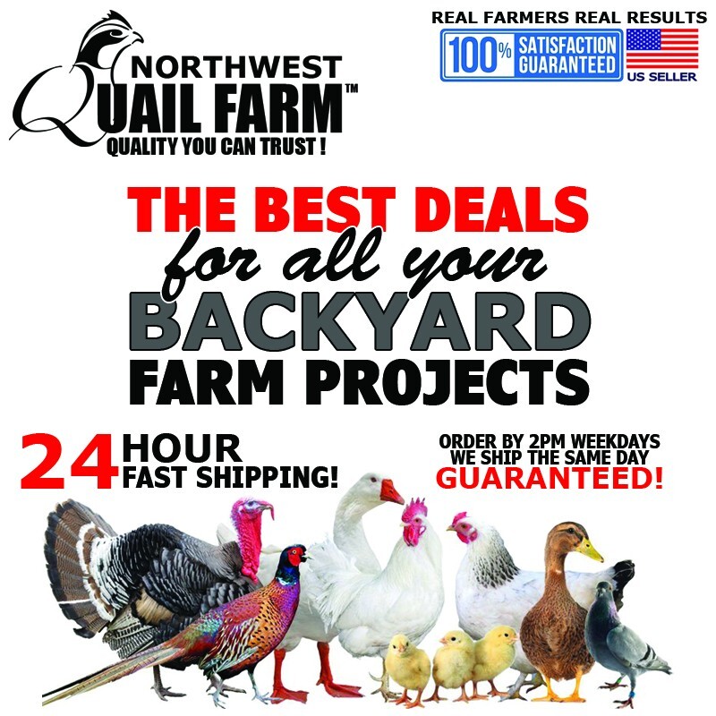 Chicken Auto Fill Metal Watering Cups Fully Automatic Waters Quail Chicks (5pcs)