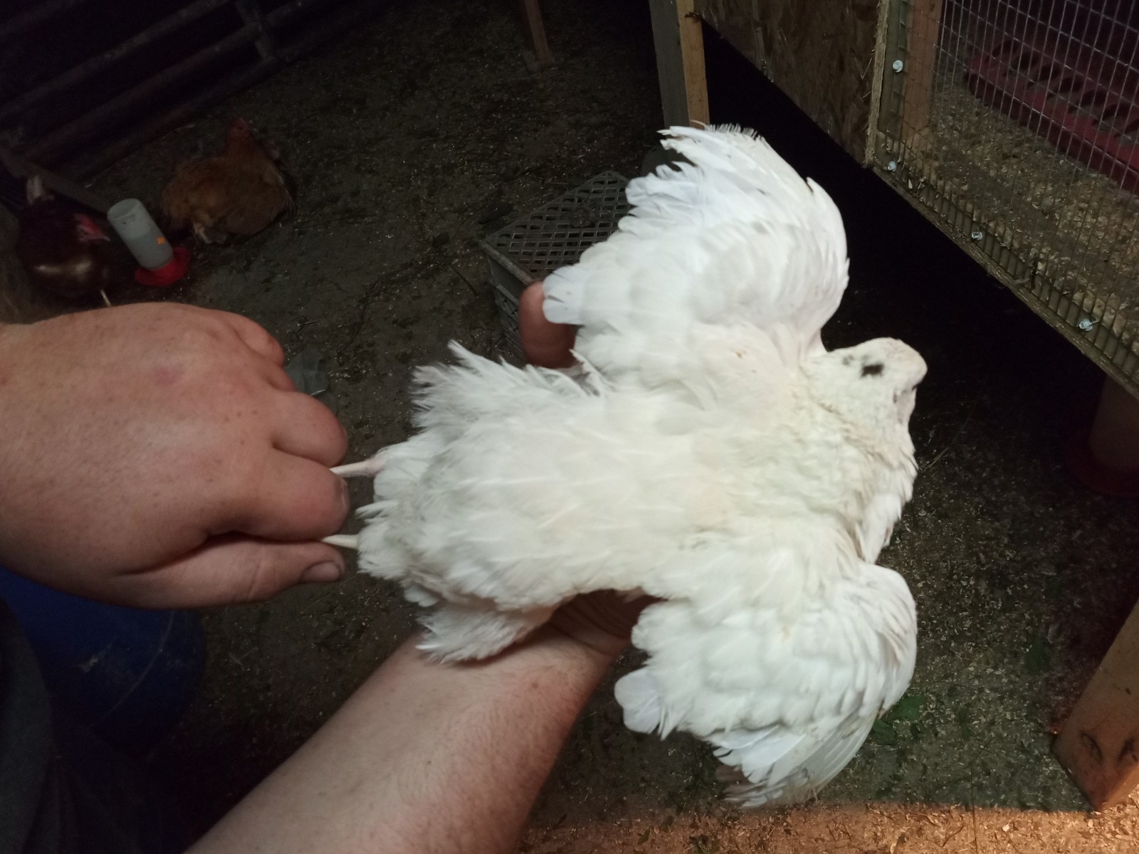50+ Rare Conturnix Quail hatching Eggs Mixed Colors