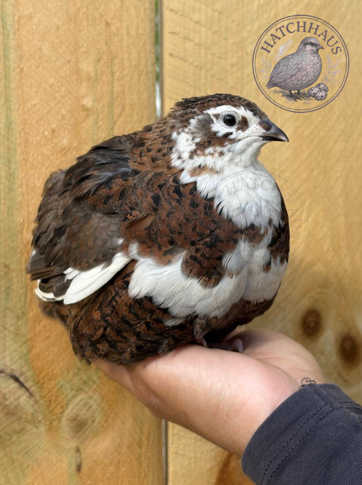 100 Assorted RARE COLORS Coturnix Quail Hatching Eggs - shipped in foam