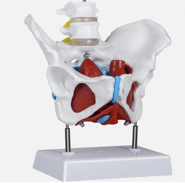 Female Pelvis and Reproductive Organs Model Female Bladder Pelvic Floor