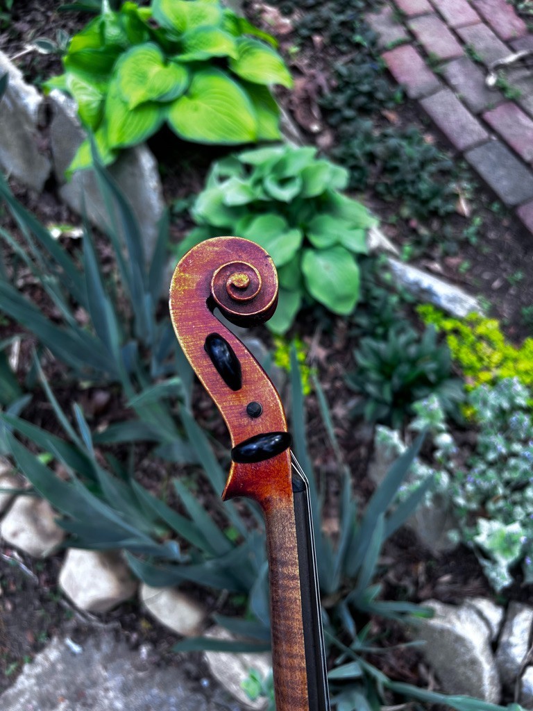 violin