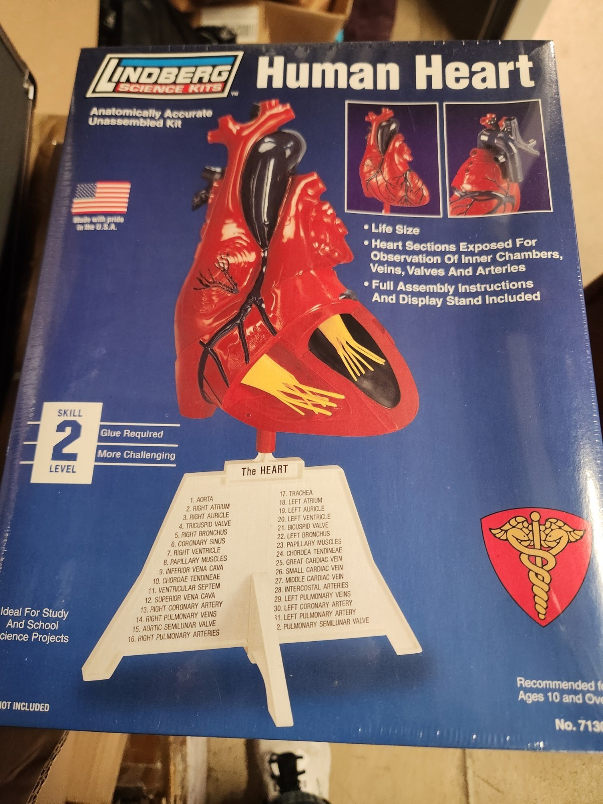 Heart Model Educational New