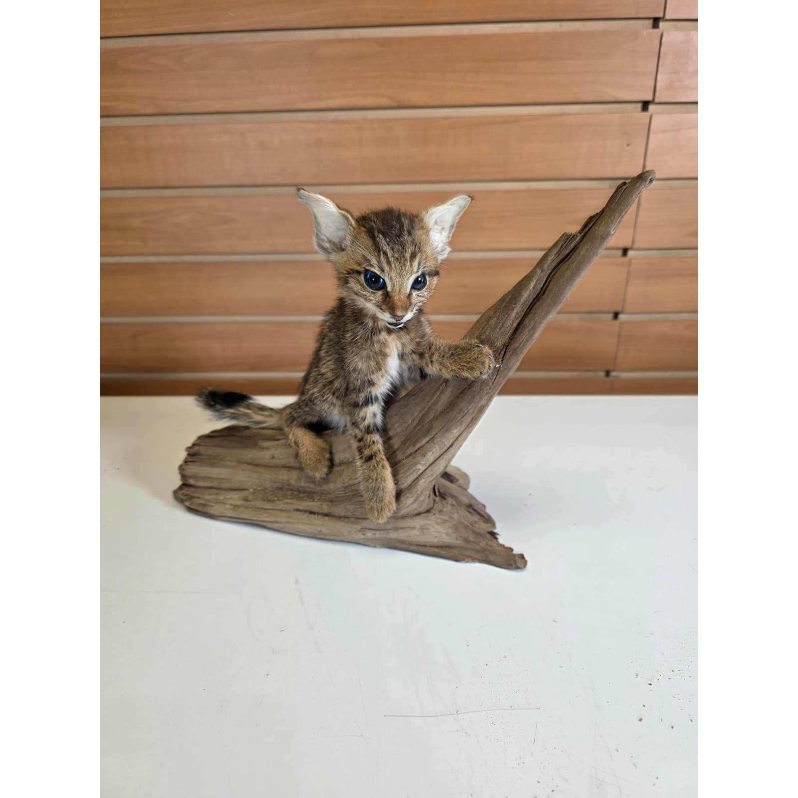 FHCK60 - Savannah Cat Taxidermy Mount