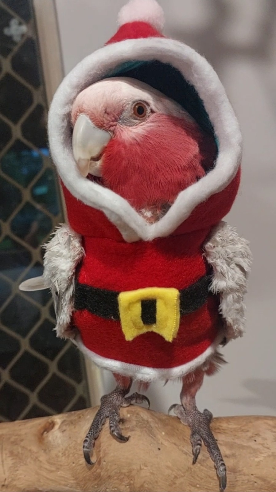Santa Baby Hoodie