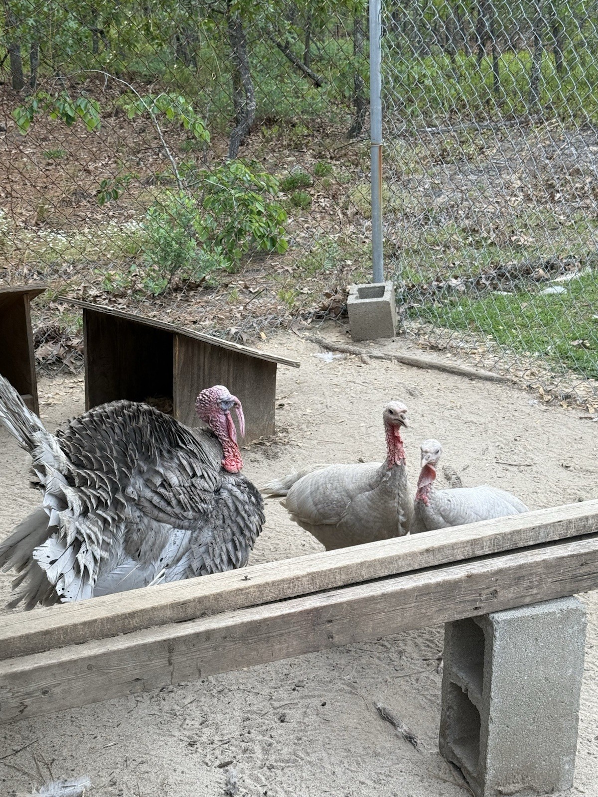 6 + 1 Heritage Blue Slate Turkey Hatching Eggs