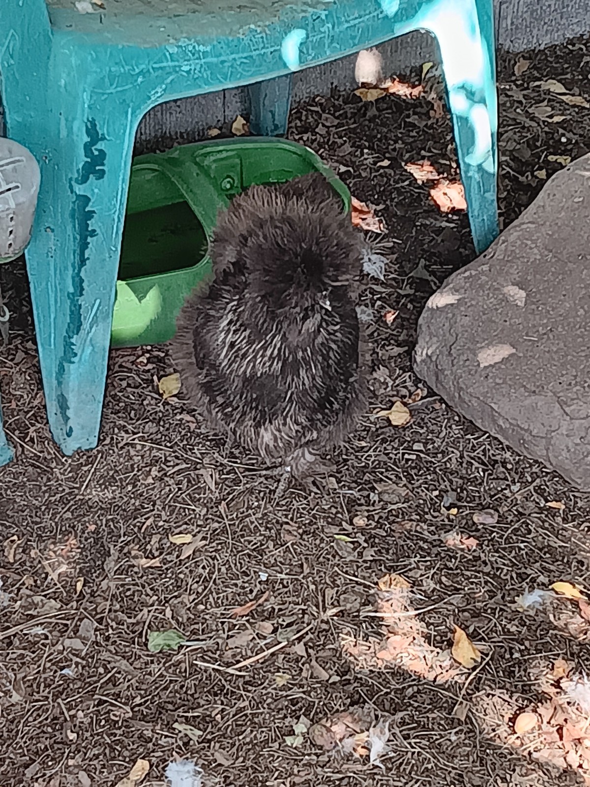 3 Silkie, Satin, Frizzle Hatching Eggs