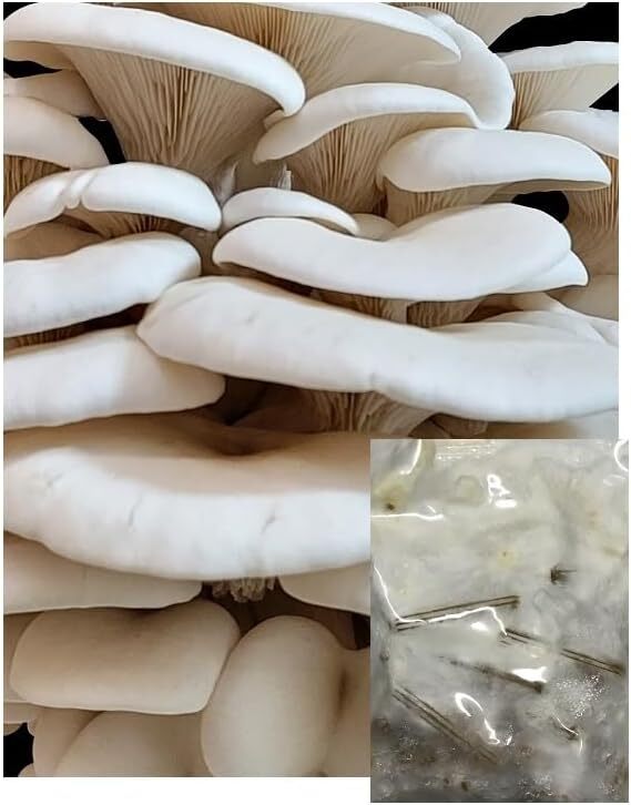 Bay Hydro White Oyster Mushroom Mycelium Spawn Plugs 50pc