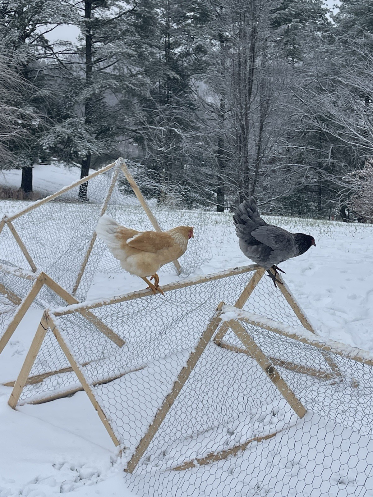 6 fertile hatching chicken eggs - Beautiful Barnyard Mix