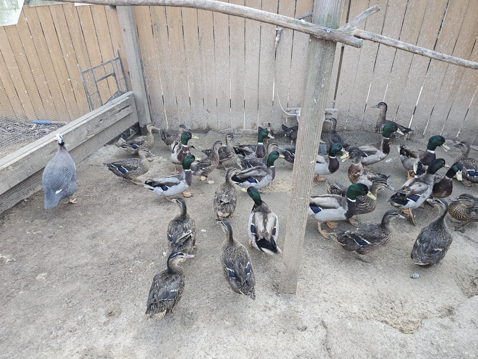 TEN (10) Fresh Fertile Mallard Duck Hatching Eggs