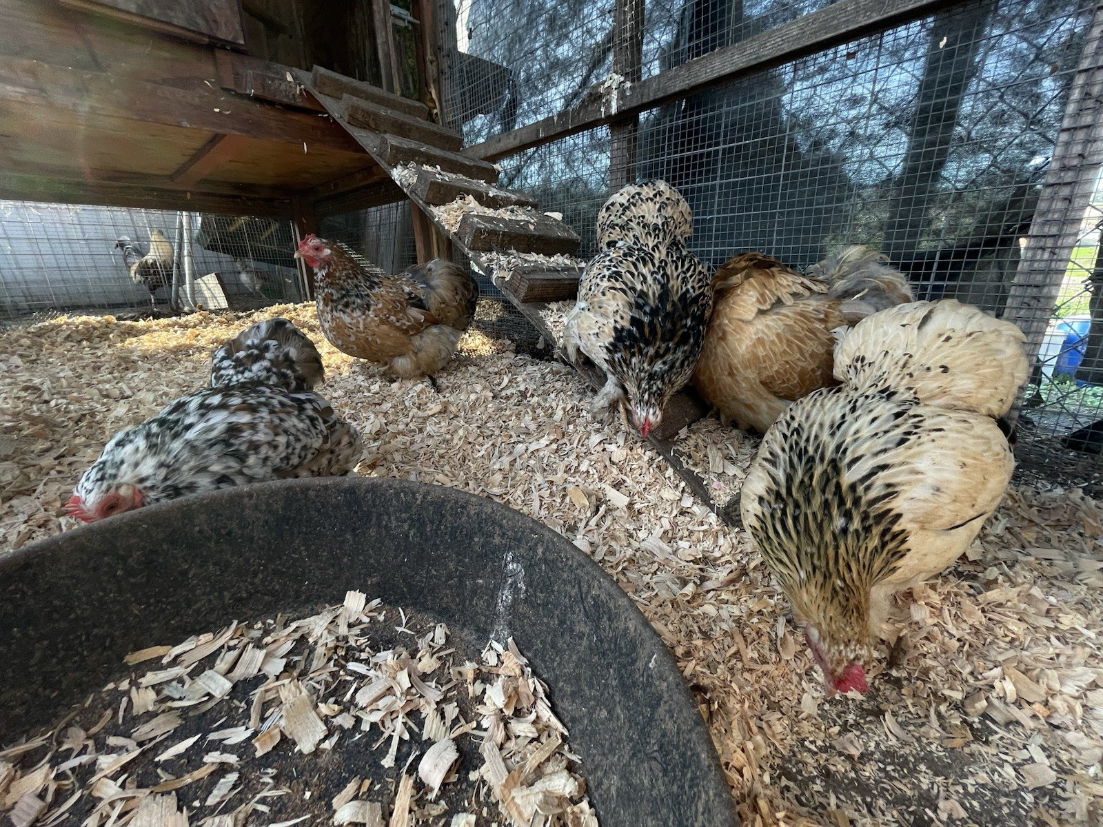 Bantam Cochin Hatching Eggs