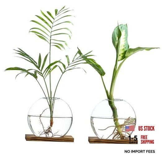 Glass Planter Propagation Station with Wooden Base - Clear Oblate Hydroponic 2