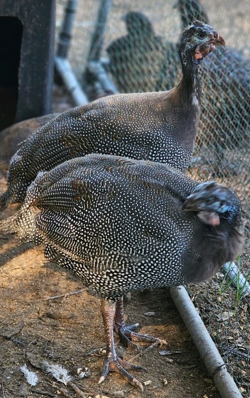 Vaux Fields Poultry Farm - 12 Assorted *Mystery* Hatching Eggs!