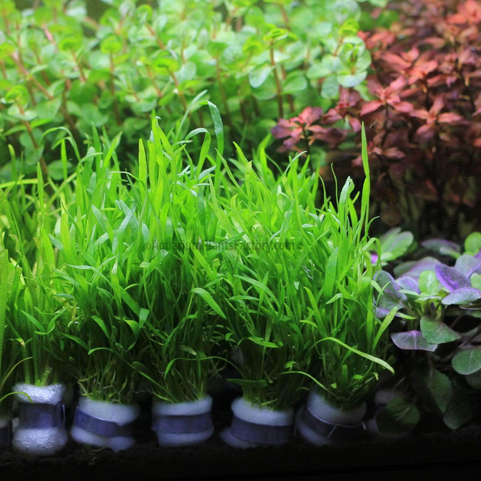 Micro Sword | Aquarium Plants Factory®