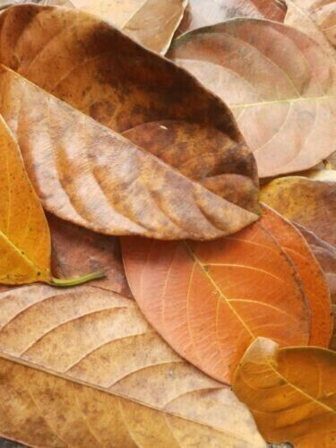 Dried Jack Leaves 100 Pcs Jack Fruit Organic Bio Shrimp Aquarium Ceylon Natural