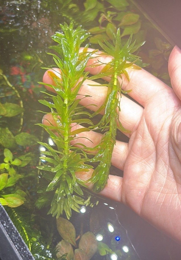 Live Freshwater Aquarium Plants Anacharis Rotala Bundle Beginner Tropical