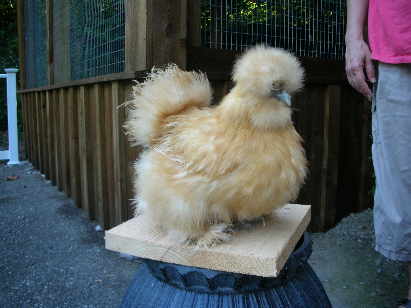 12 Silkie Hatching Eggs Show Quality ( Crested and Bearded with Muffs)