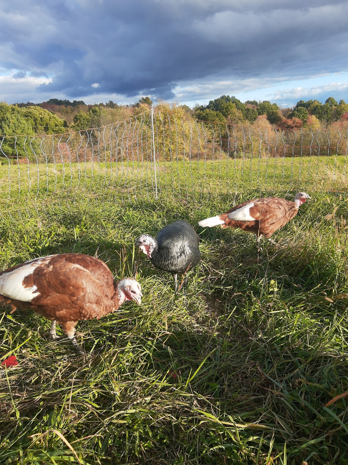 6 bourbon red turkey hatching eggs