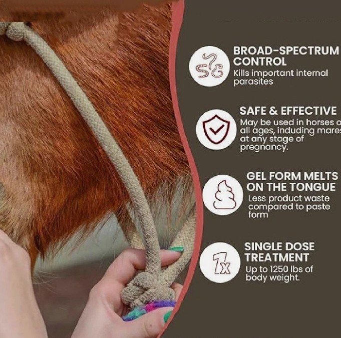 Horse Gut Health Maintenance - Apple Flavor Paste, 6 Syringes, 1/2028
