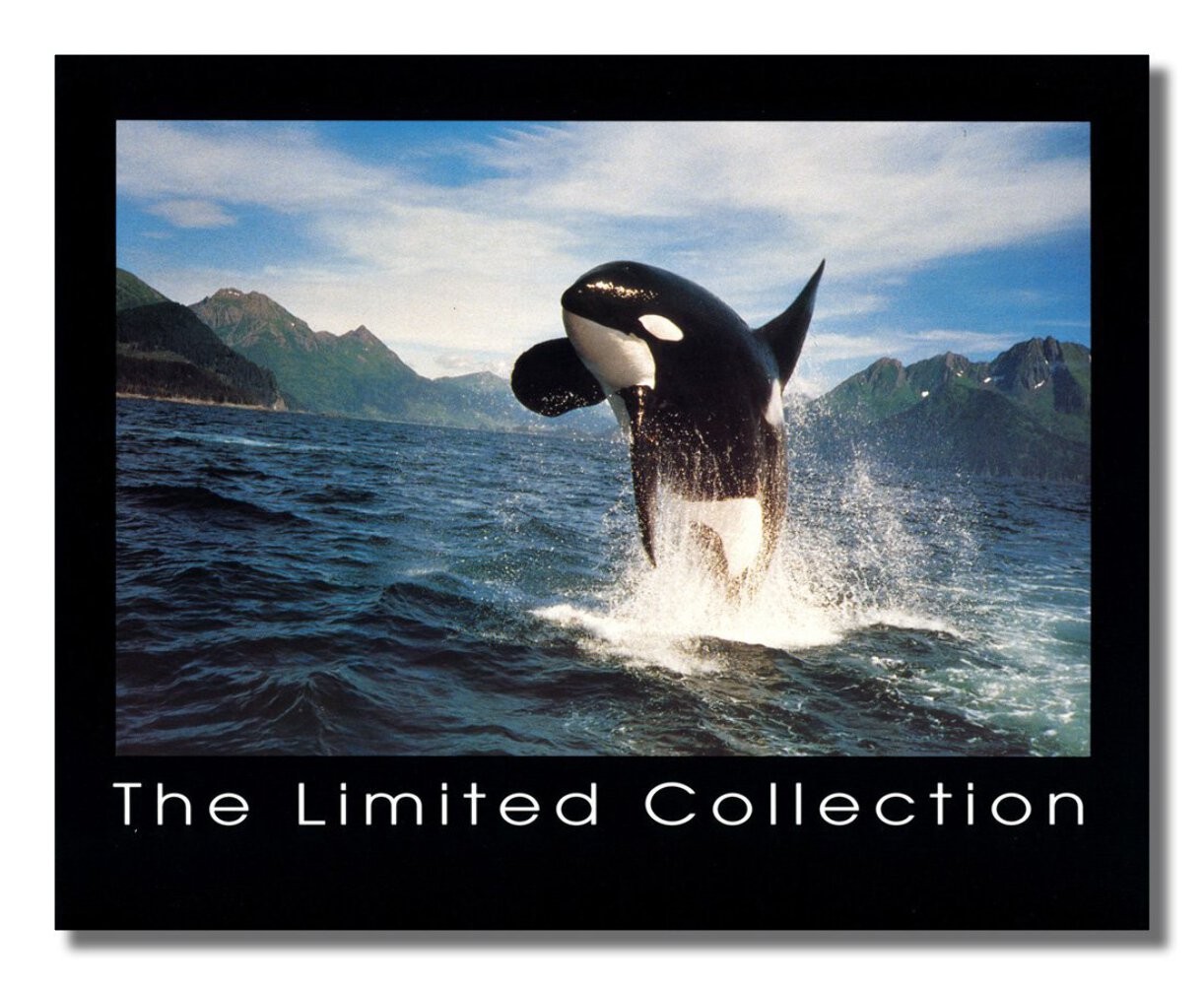 Killer Whale Jumping - The Limited Collection Wall Picture Framed Art Print