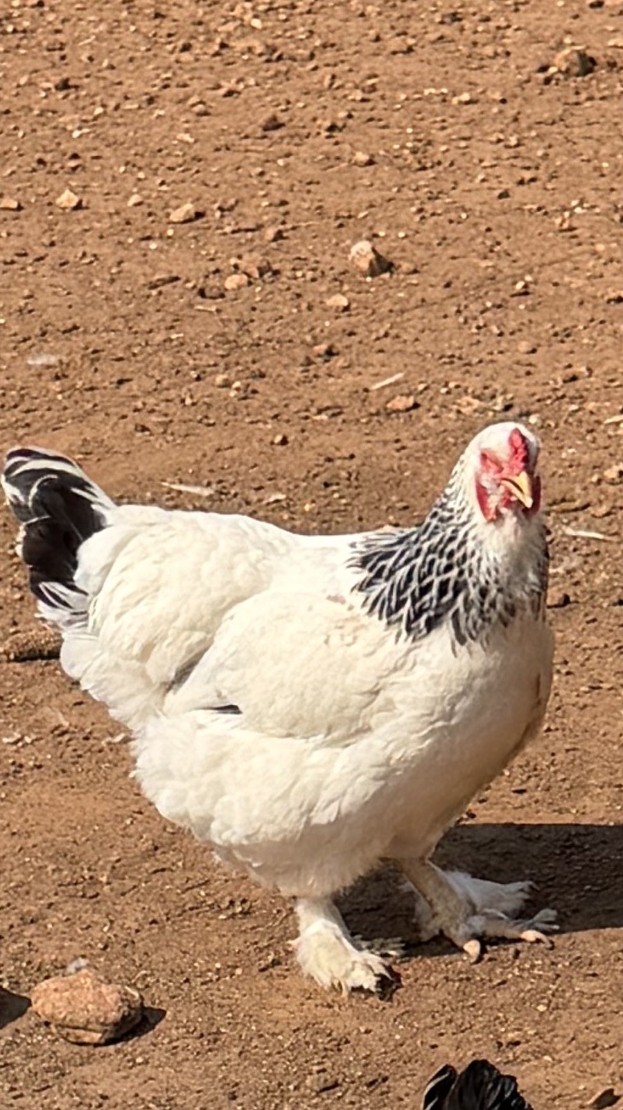 Pure Bred White Light Brahma Fertilized Chicken Hatching 12 Eggs