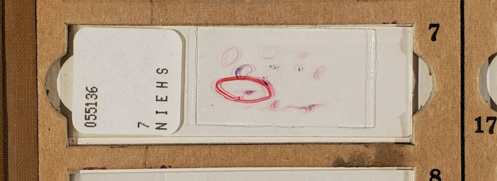 Vintage Microscope Glass Slide ~ NIEHS ~ Histology Pathology ~ Multiple 7