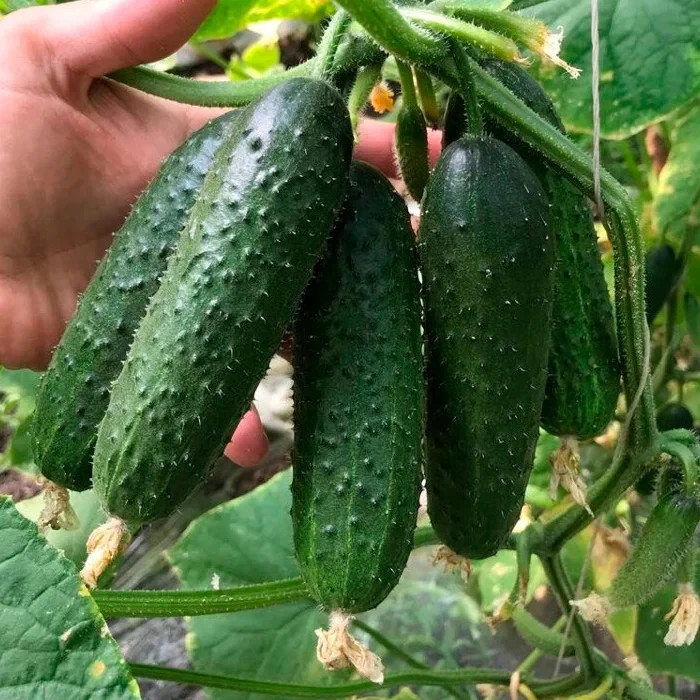 100 Seeds Сucumber Kurazh F1 Breeding Seeds Кураж Hybrid Cемена Огурец