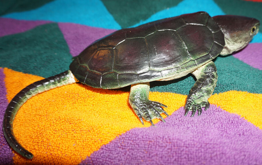 Snapping Turtle Replica - AAA - Realistic PVC