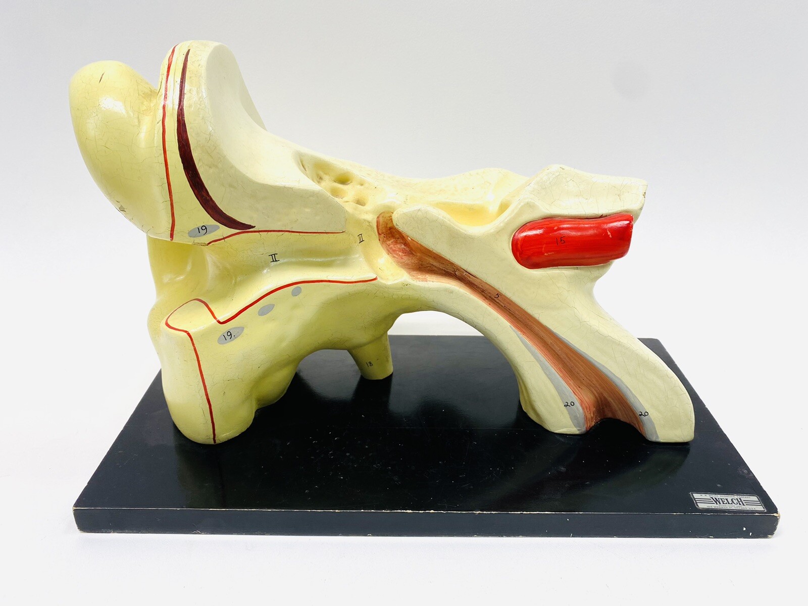 Vtg Welch Human Ear Anatomy Model Wood Base -17" Long X 11" High auditory canal