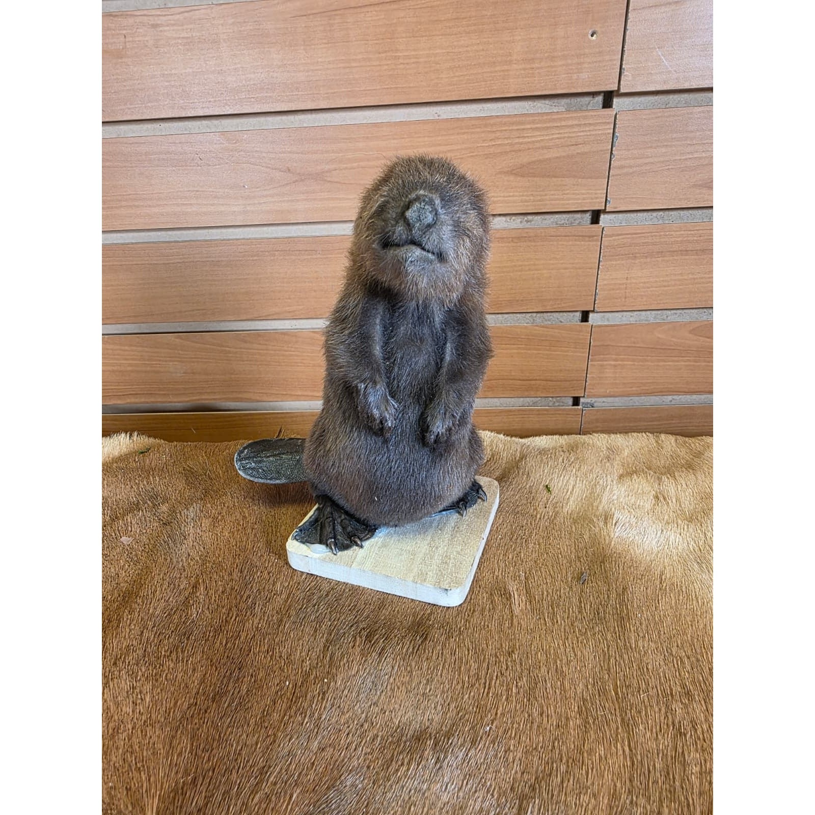 FHCK126 - Baby Beaver Taxidermy Mount