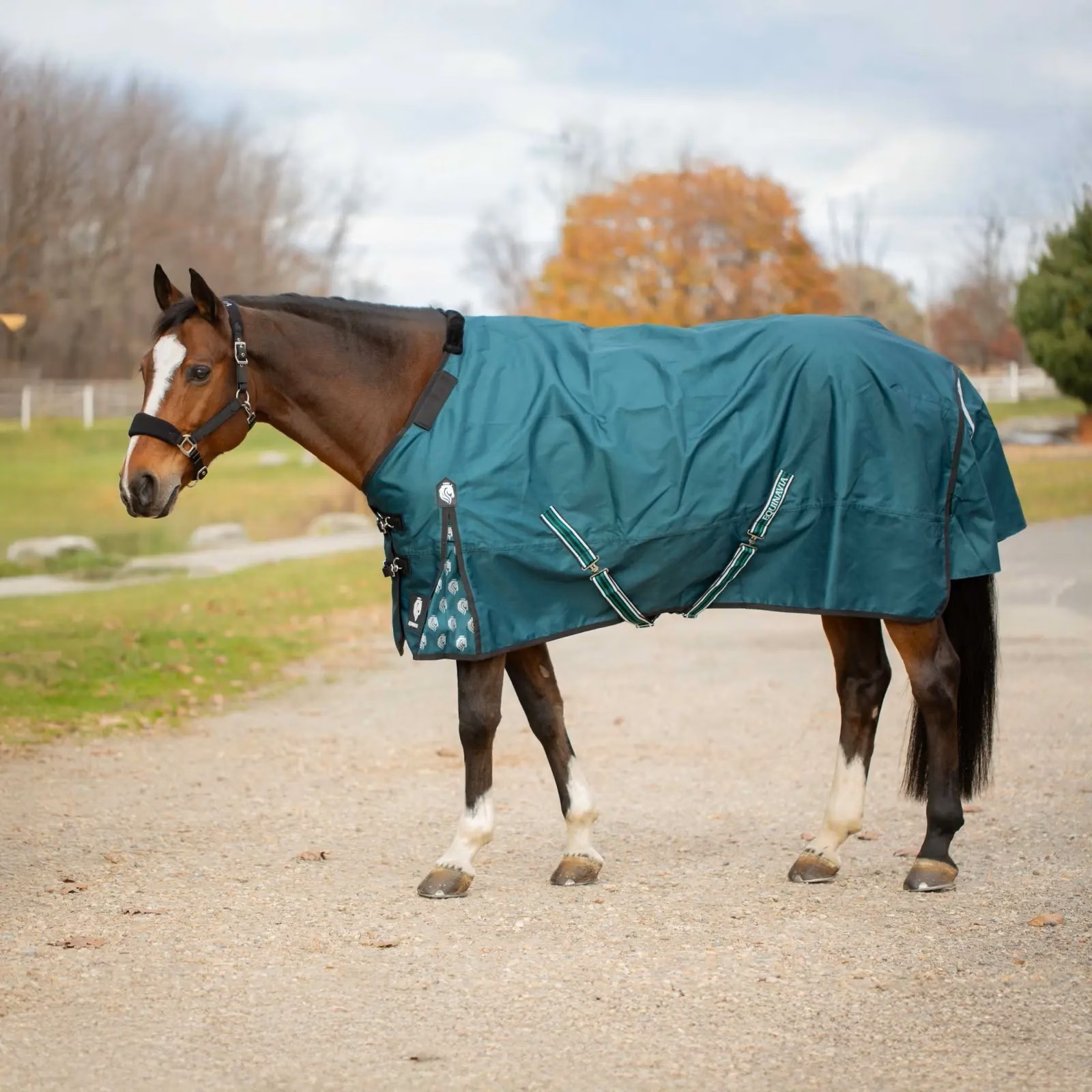 Equinavia Arktis Regular Neck 0g Turnout Sheet Deep Green